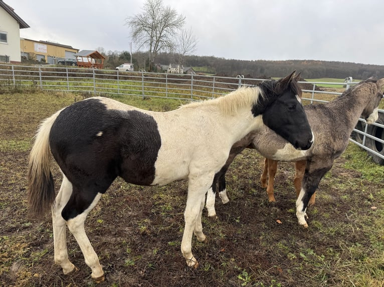American Paint Horse Hengst 1 Jahr 155 cm Tobiano-alle-Farben in FritzlarFritzlar