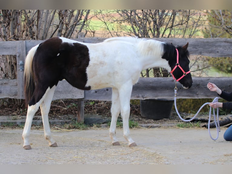 American Paint Horse Hengst 1 Jahr 155 cm Tobiano-alle-Farben in FritzlarFritzlar