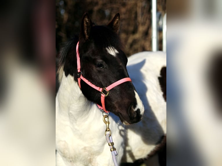 American Paint Horse Hengst 1 Jahr 155 cm Tobiano-alle-Farben in FritzlarFritzlar