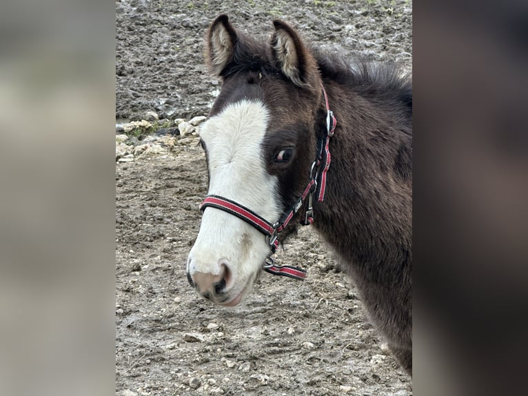 American Paint Horse Hengst 1 Jahr 156 cm Overo-alle-Farben in Opi