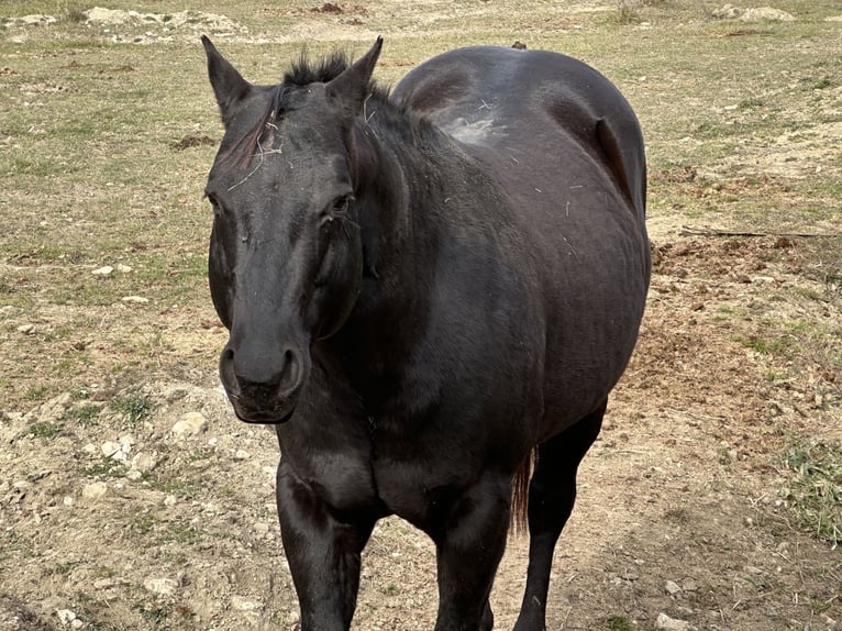 American Paint Horse Hengst 1 Jahr 156 cm Overo-alle-Farben in Opi