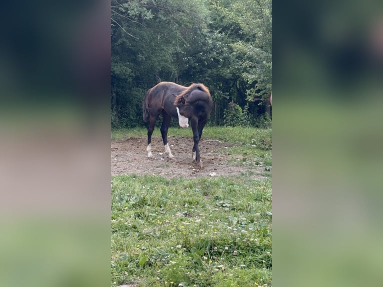 American Paint Horse Hengst 1 Jahr 156 cm Rappe in Opi