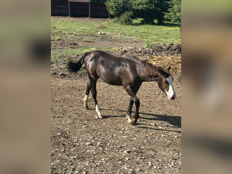 American Paint Horse Hengst 1 Jahr 156 cm Rappe in Opi