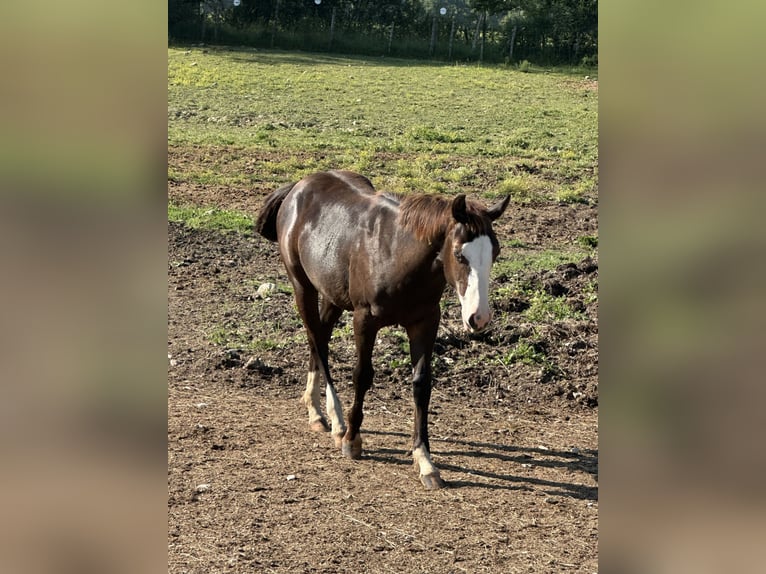 American Paint Horse Hengst 1 Jahr 156 cm Rappe in Opi