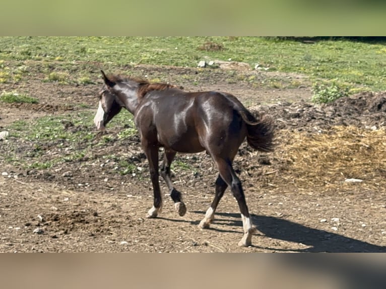 American Paint Horse Hengst 1 Jahr 156 cm Rappe in Opi
