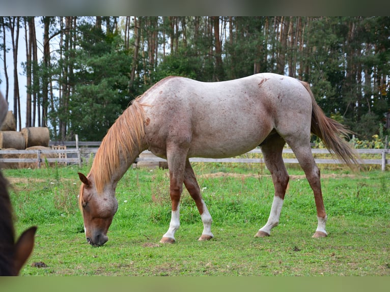American Paint Horse Mix Hengst 1 Jahr 160 cm Roan-Bay in Walewice