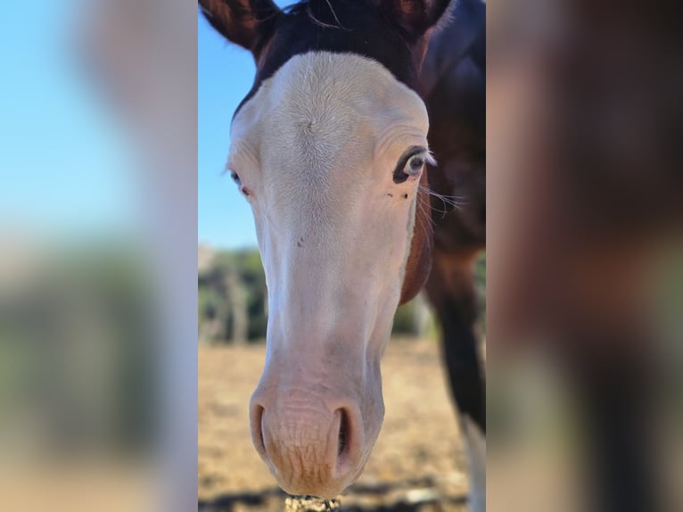 American Paint Horse Hengst 1 Jahr Dunkelbrauner in Roma