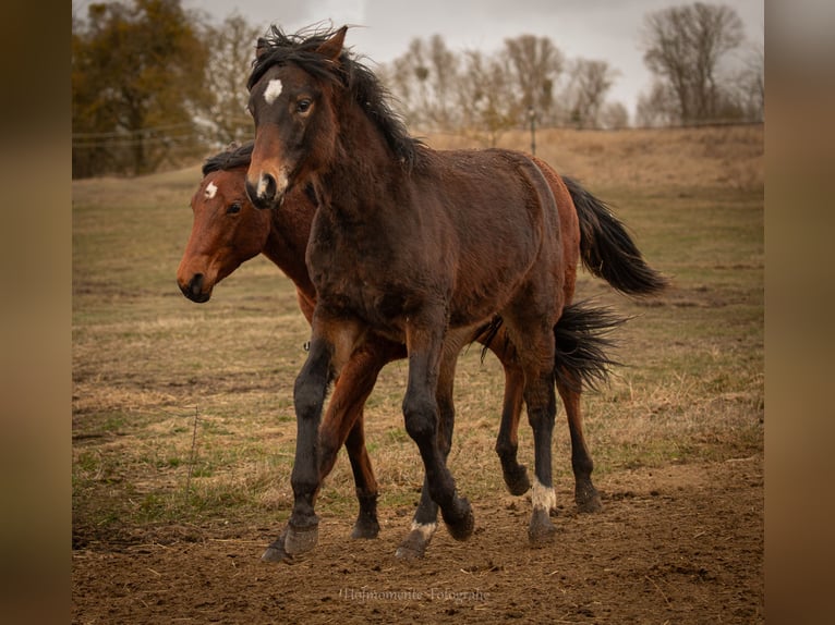 American Paint Horse Mix Hengst 1 Jahr  in Gramzow