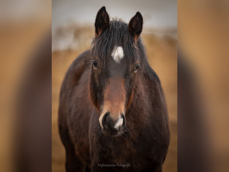 American Paint Horse Mix Hengst 1 Jahr  in Gramzow