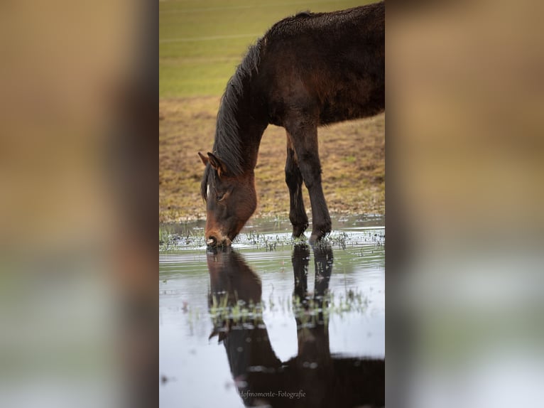 American Paint Horse Mix Hengst 1 Jahr  in Gramzow