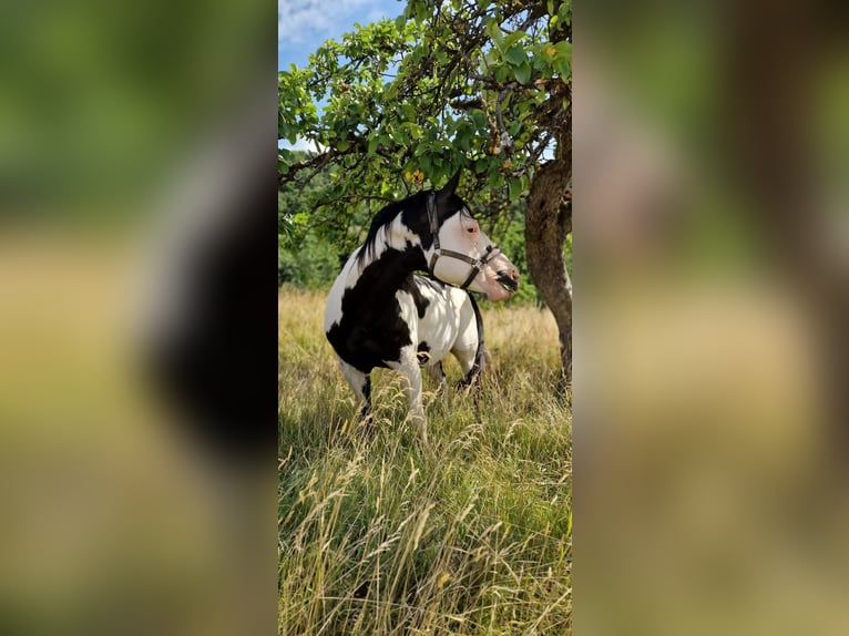 American Paint Horse Mix Hengst 1 Jahr  in Gramzow