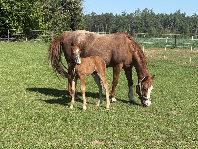 American Paint Horse Hengst 1 Jahr Fuchs in Lahn