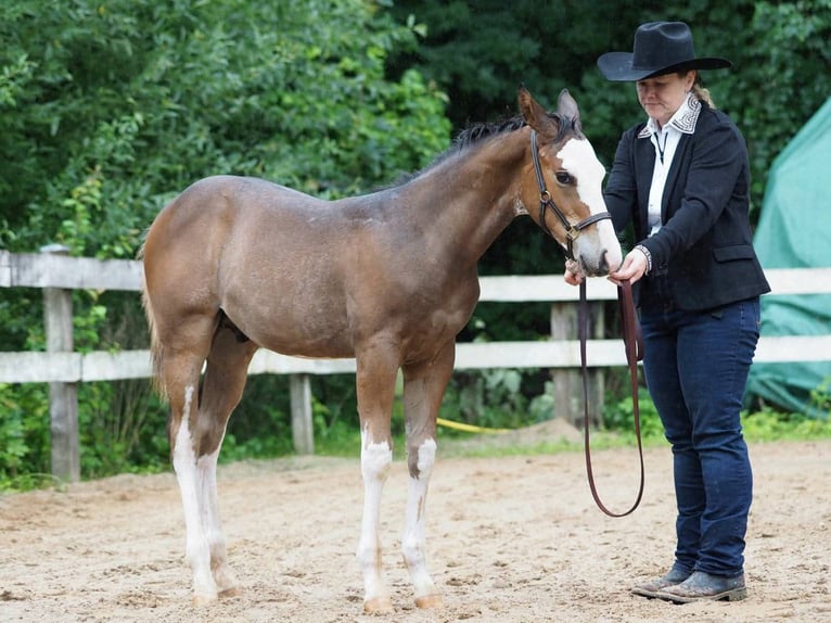 American Paint Horse Hengst 1 Jahr Overo-alle-Farben in Ellgau