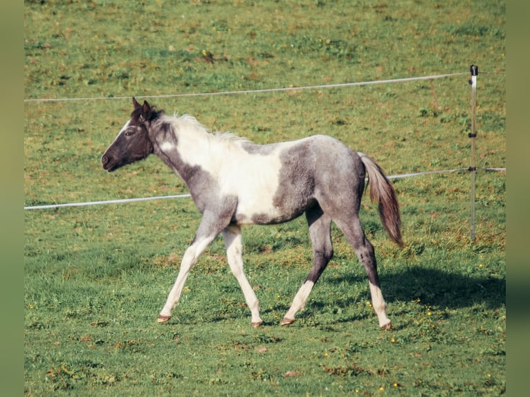 American Paint Horse Hengst 1 Jahr Roan-Blue in Haldenwang