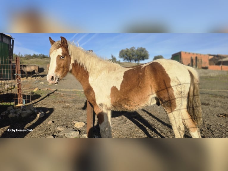 American Paint Horse Mix Hengst 1 Jahr Schecke in Navahermosa