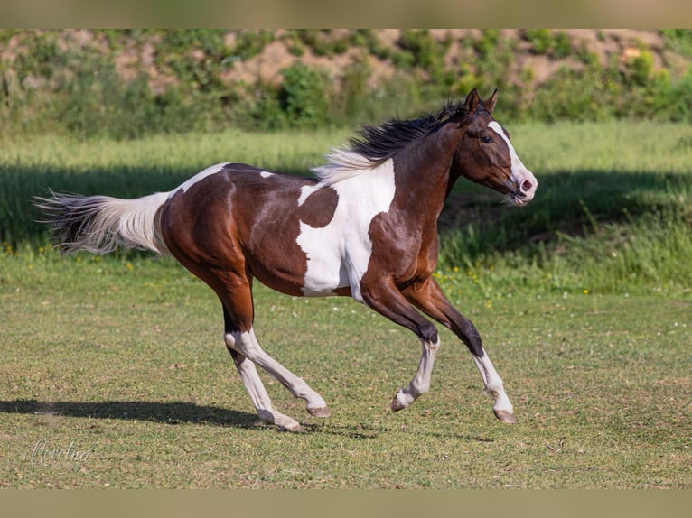 American Paint Horse Hengst 1 Jahr Tobiano-alle-Farben in Sveradice
