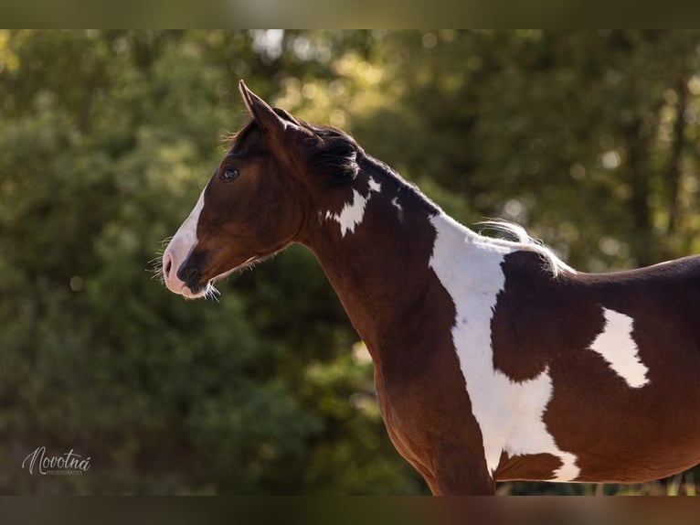 American Paint Horse Hengst 1 Jahr Tobiano-alle-Farben in Sveradice