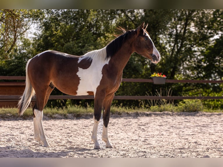 American Paint Horse Hengst 1 Jahr Tobiano-alle-Farben in Sveradice