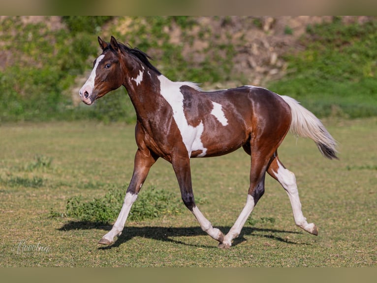American Paint Horse Hengst 1 Jahr Tobiano-alle-Farben in Sveradice