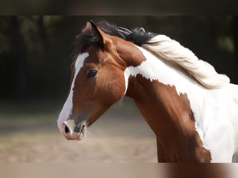 American Paint Horse Hengst 1 Jahr Tobiano-alle-Farben in Sankt Leon-Rot