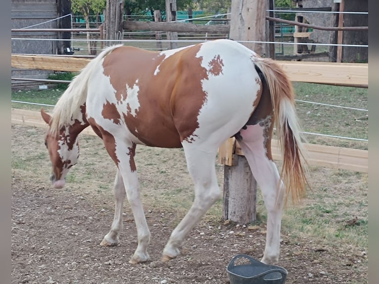 American Paint Horse Hengst 1 Jahr Tobiano-alle-Farben in Theresienfeld
