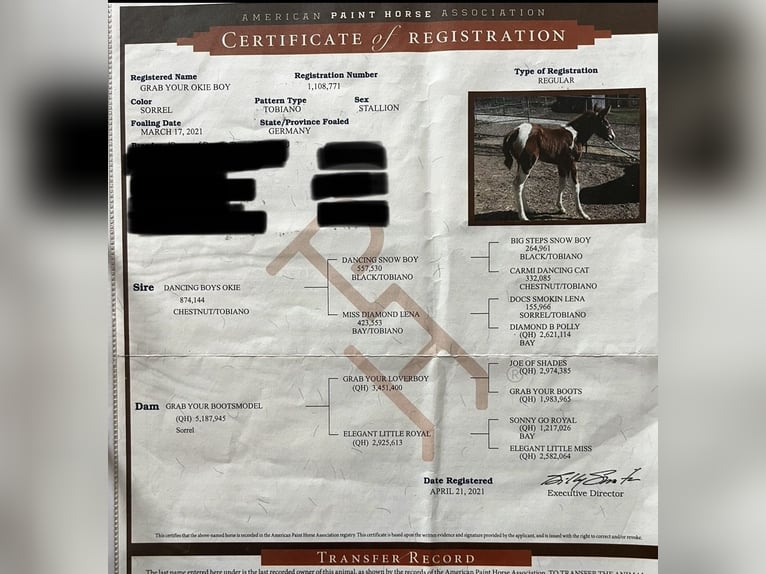 American Paint Horse Hengst 1 Jahr Tobiano-alle-Farben in Arnstorf