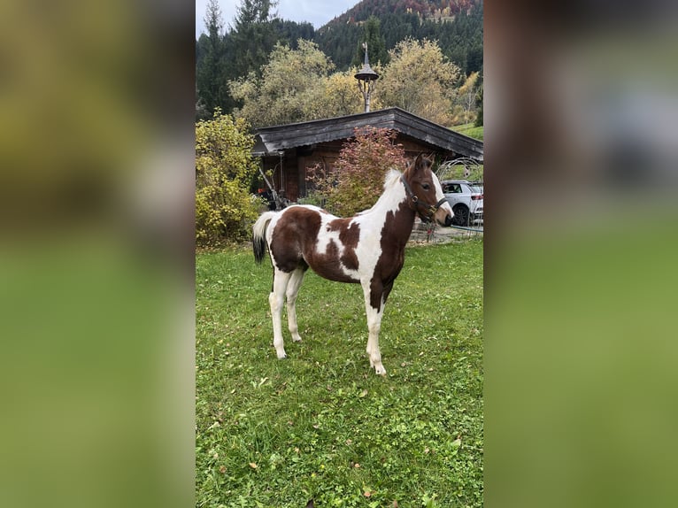 American Paint Horse Hengst 1 Jahr Tobiano-alle-Farben in Kirchberg in Tirol