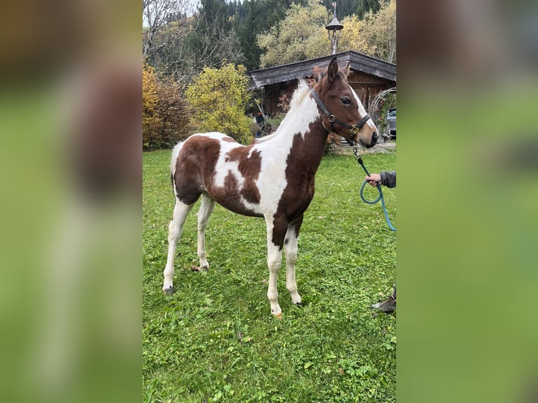 American Paint Horse Hengst 1 Jahr Tobiano-alle-Farben in Kirchberg in Tirol
