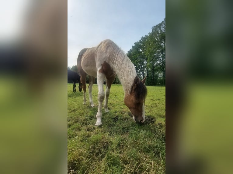 American Paint Horse Hengst 1 Jahr Tobiano-alle-Farben in Halle