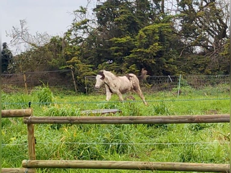 American Paint Horse Hengst 1 Jahr Tovero-alle-Farben in PLOMEUR