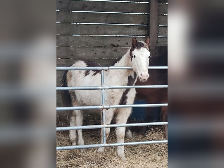 American Paint Horse Hengst 1 Jahr Tovero-alle-Farben in PLOMEUR
