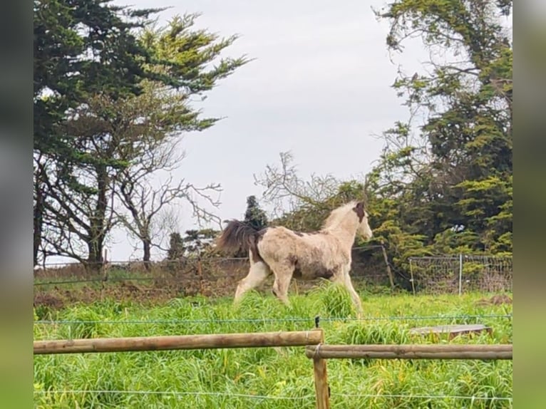 American Paint Horse Hengst 1 Jahr Tovero-alle-Farben in PLOMEUR
