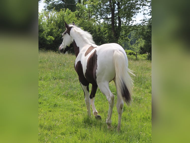 American Paint Horse Hengst 1 Jahr Tovero-alle-Farben in yzeure