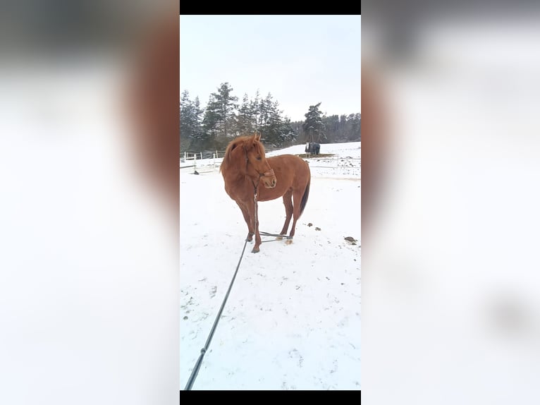 American Paint Horse Mix Hengst 2 Jaar 135 cm Vos in Příbram