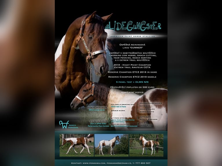 American Paint Horse Mix Hengst 2 Jaar 135 cm Vos in Příbram