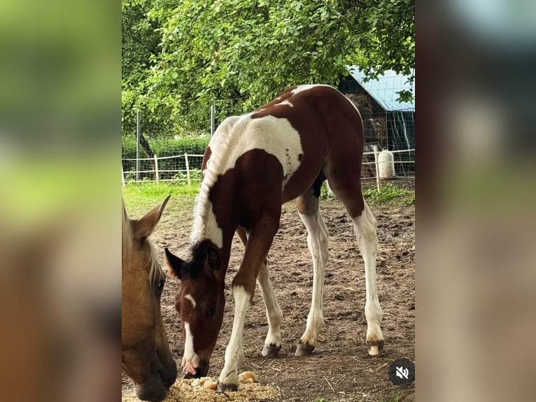 American Paint Horse Hengst 2 Jaar 141 cm Tobiano-alle-kleuren in Mechelroda