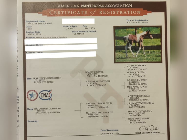 American Paint Horse Hengst 2 Jaar 141 cm Tobiano-alle-kleuren in Mechelroda