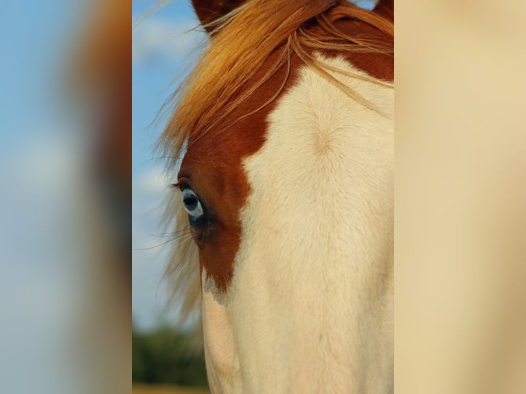 American Paint Horse Hengst 2 Jaar 150 cm Overo-alle-kleuren in Hellenthal
