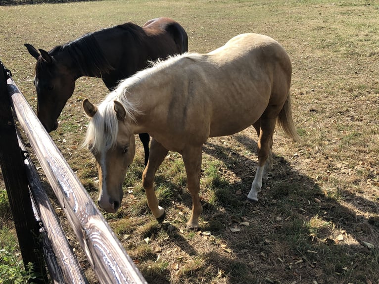 American Paint Horse Hengst 2 Jaar 150 cm Palomino in Sint Anthonis