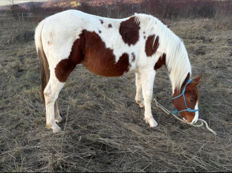 American Paint Horse Hengst 2 Jaar 150 cm Tobiano-alle-kleuren in Bad Frankenhausen