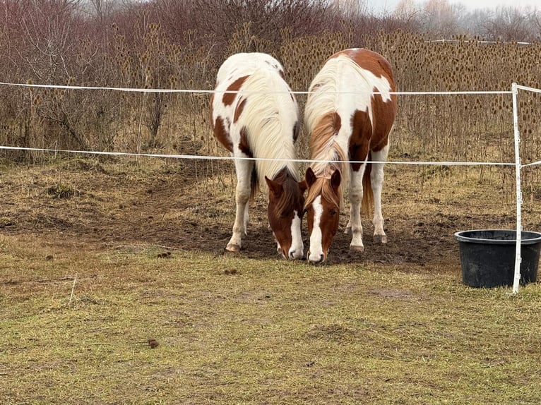 American Paint Horse Hengst 2 Jaar 150 cm Tobiano-alle-kleuren in Bad Frankenhausen