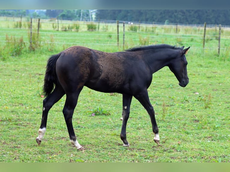 American Paint Horse Hengst 2 Jaar 150 cm Zwart in Hellenthal