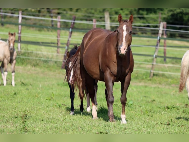 American Paint Horse Hengst 2 Jaar 150 cm Zwart in Hellenthal