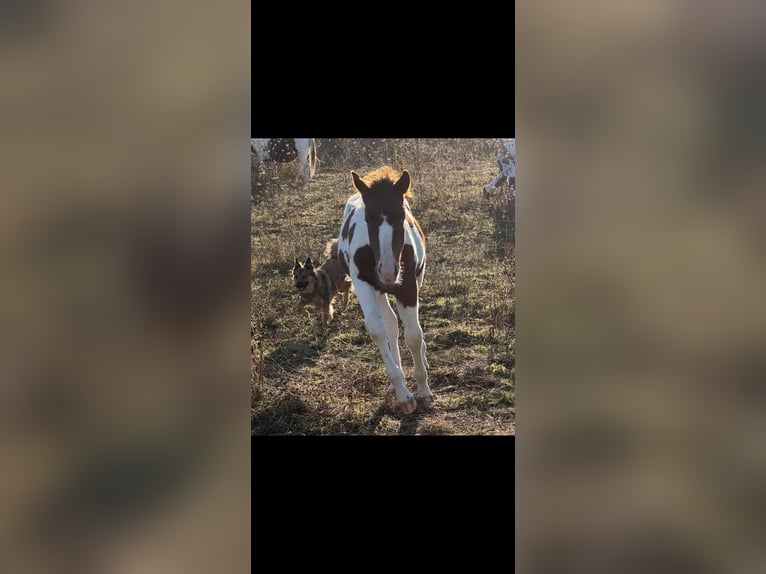 American Paint Horse Hengst 2 Jaar 152 cm Tobiano-alle-kleuren in Rottleben