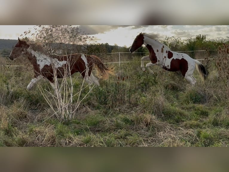 American Paint Horse Hengst 2 Jaar 152 cm Tobiano-alle-kleuren in Rottleben