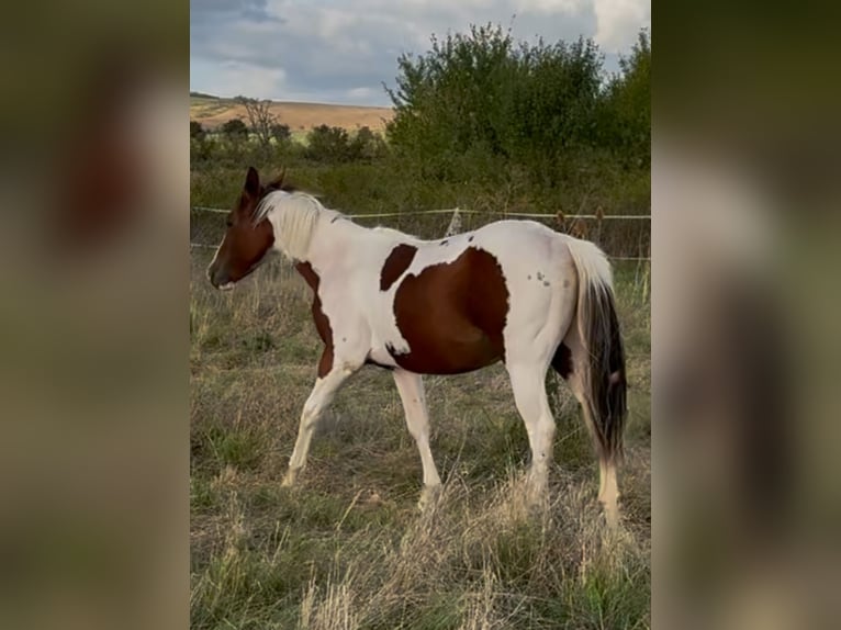 American Paint Horse Hengst 2 Jaar 152 cm Tobiano-alle-kleuren in Rottleben