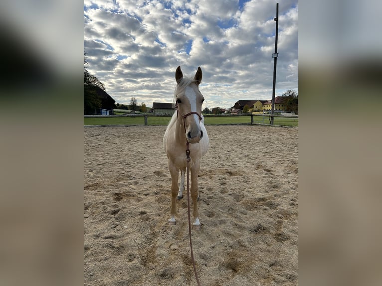 American Paint Horse Hengst 2 Jaar 152 cm in Rottenbach
