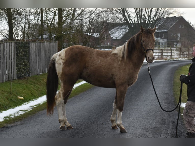 American Paint Horse Hengst 2 Jaar 154 cm Tobiano-alle-kleuren in Ascheberg