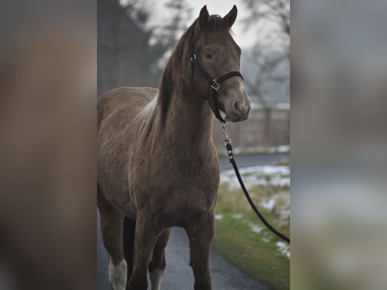 American Paint Horse Hengst 2 Jaar 154 cm Tobiano-alle-kleuren in Ascheberg
