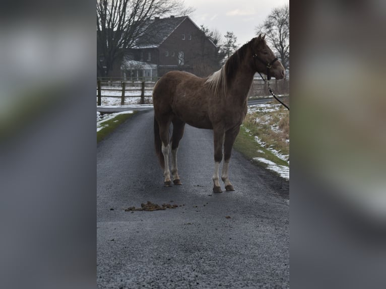 American Paint Horse Hengst 2 Jaar 154 cm Tobiano-alle-kleuren in Ascheberg